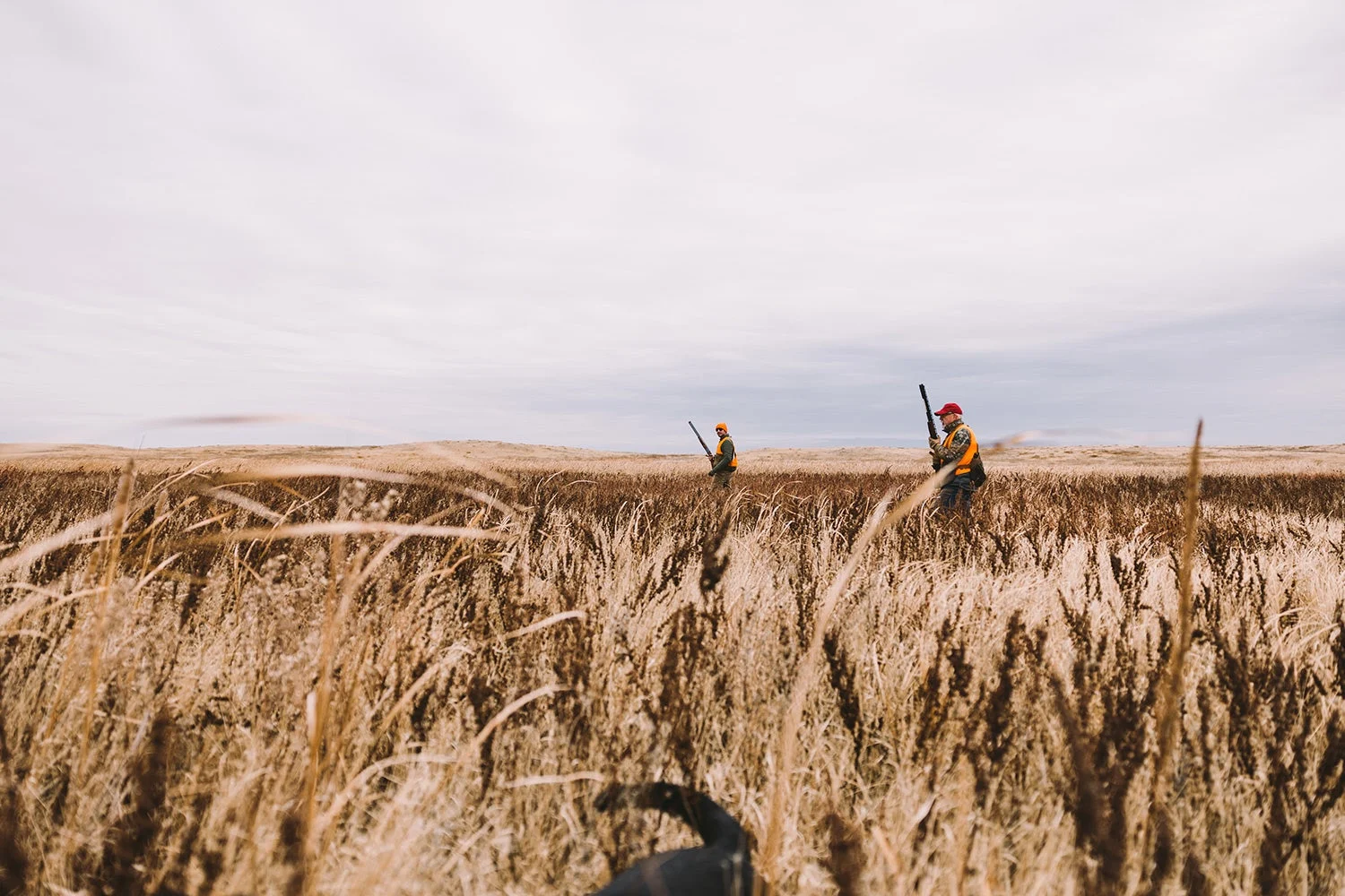 two hunters in knee-high field stand ready to shoot pheasants