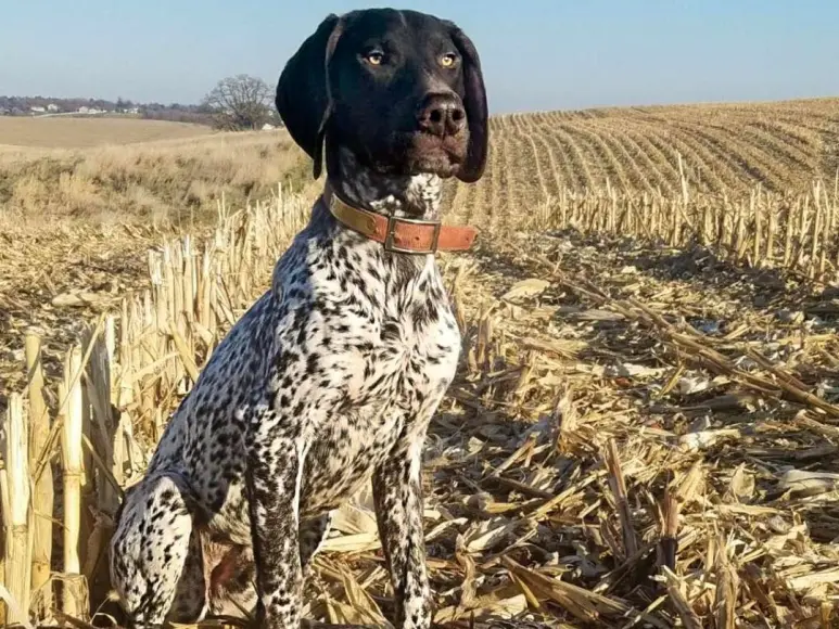 A german shorthaired pointer in a field next to a pheasant.