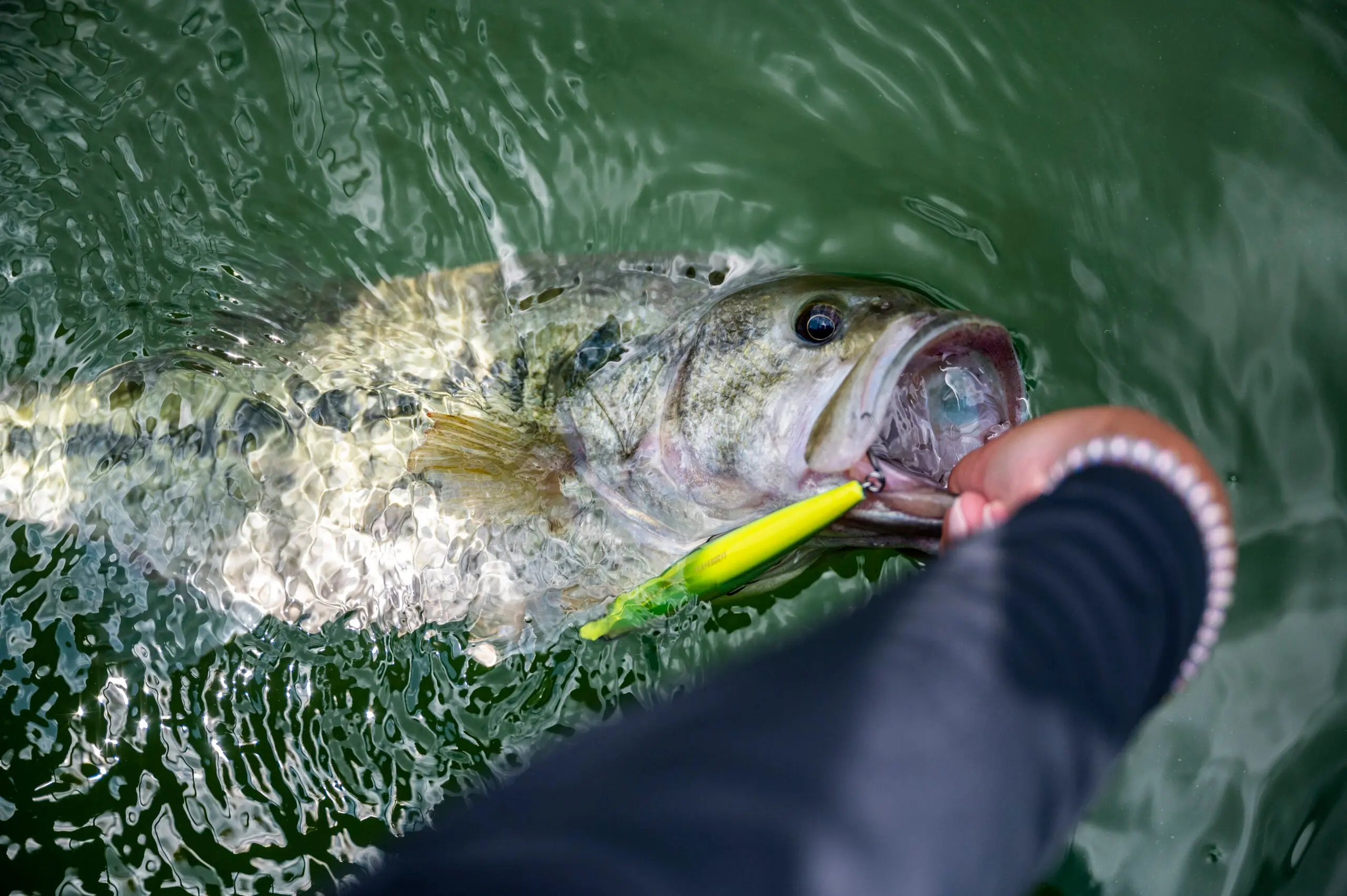 A nice largemouth bass brought to hand.