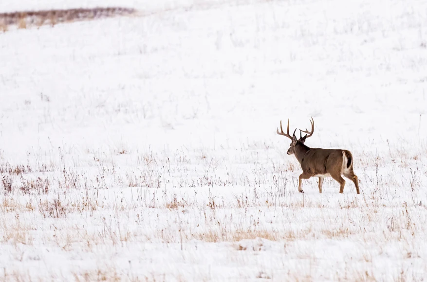 A big whitetail buck cruises through a snow-covered field.