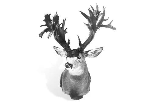 A top-five mule deer buck. 