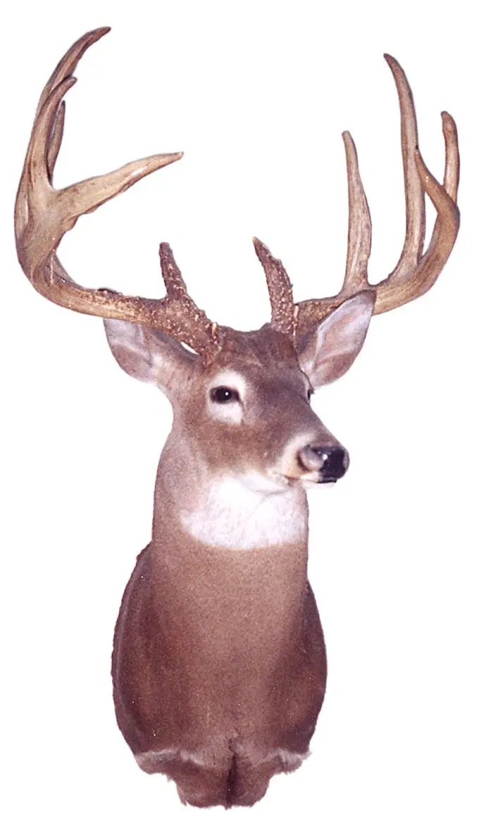 B&amp;C record whitetail deer from Louisiana