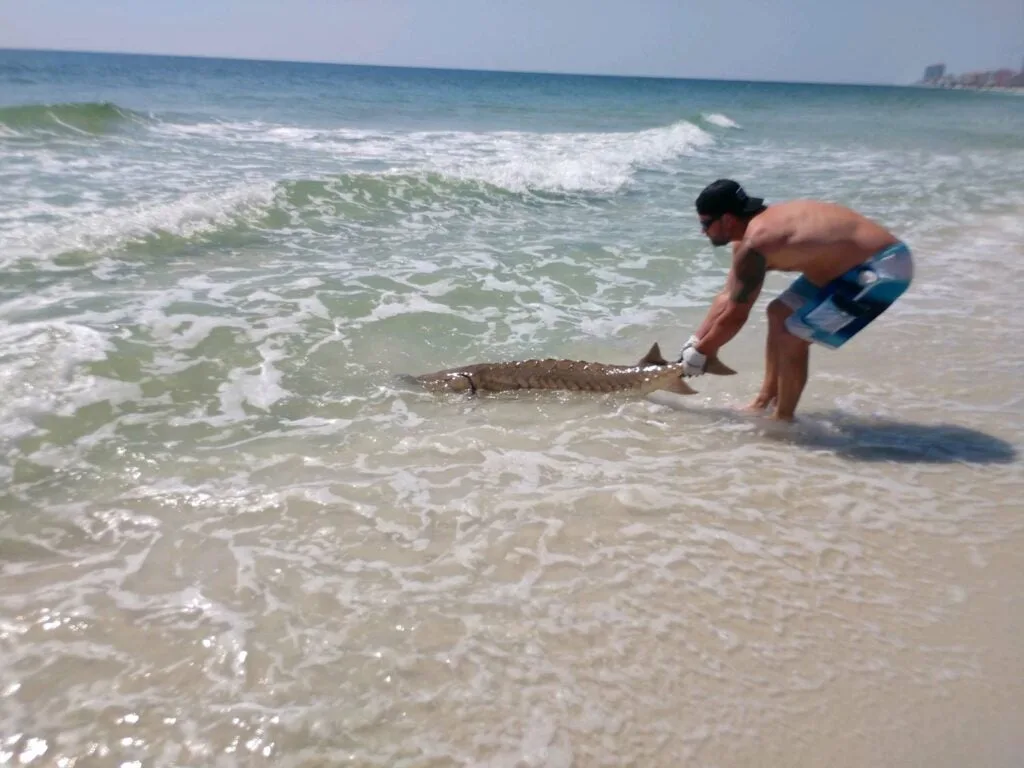 A man kneels on the sand of a beach next to a large sturgeon.