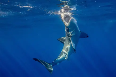 A great white shark about to breach the surface.