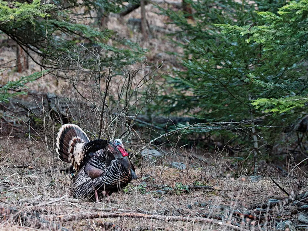 gobblers wind