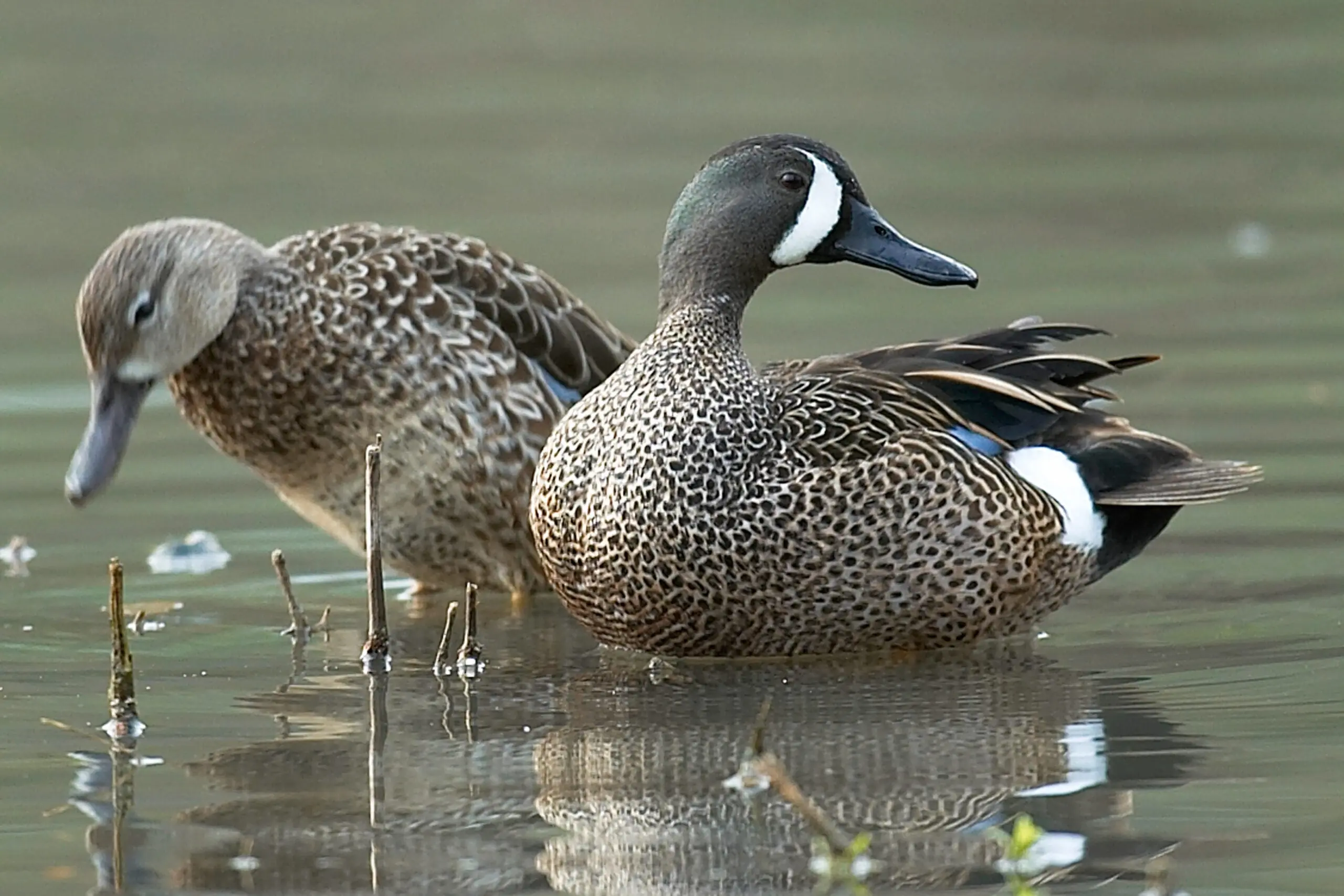 A drake and hen bluewing real on the water