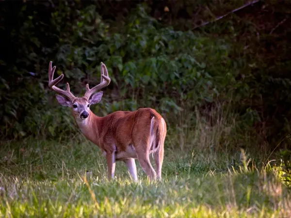 whitetail deer buck in full velvet