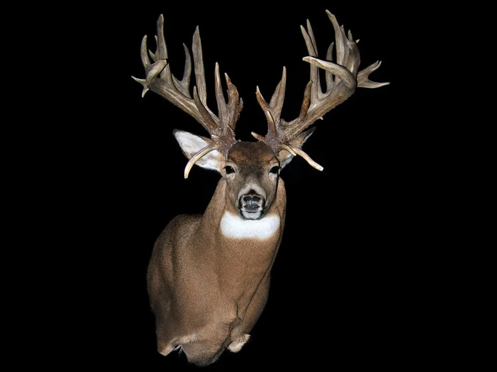 A trophy deer mount on a black background.