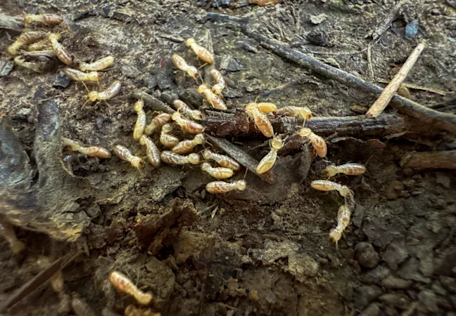 young ants will often be missing color