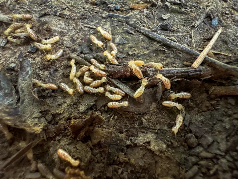 young ants will often be missing color