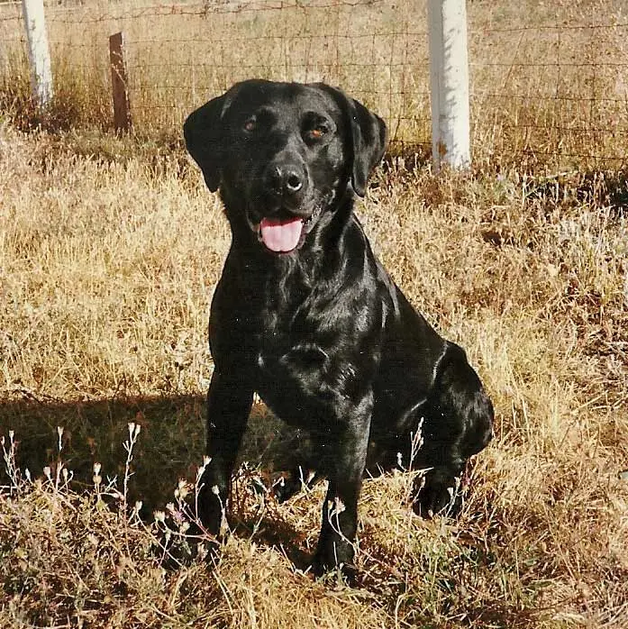 A black lab hunting dog in a field.