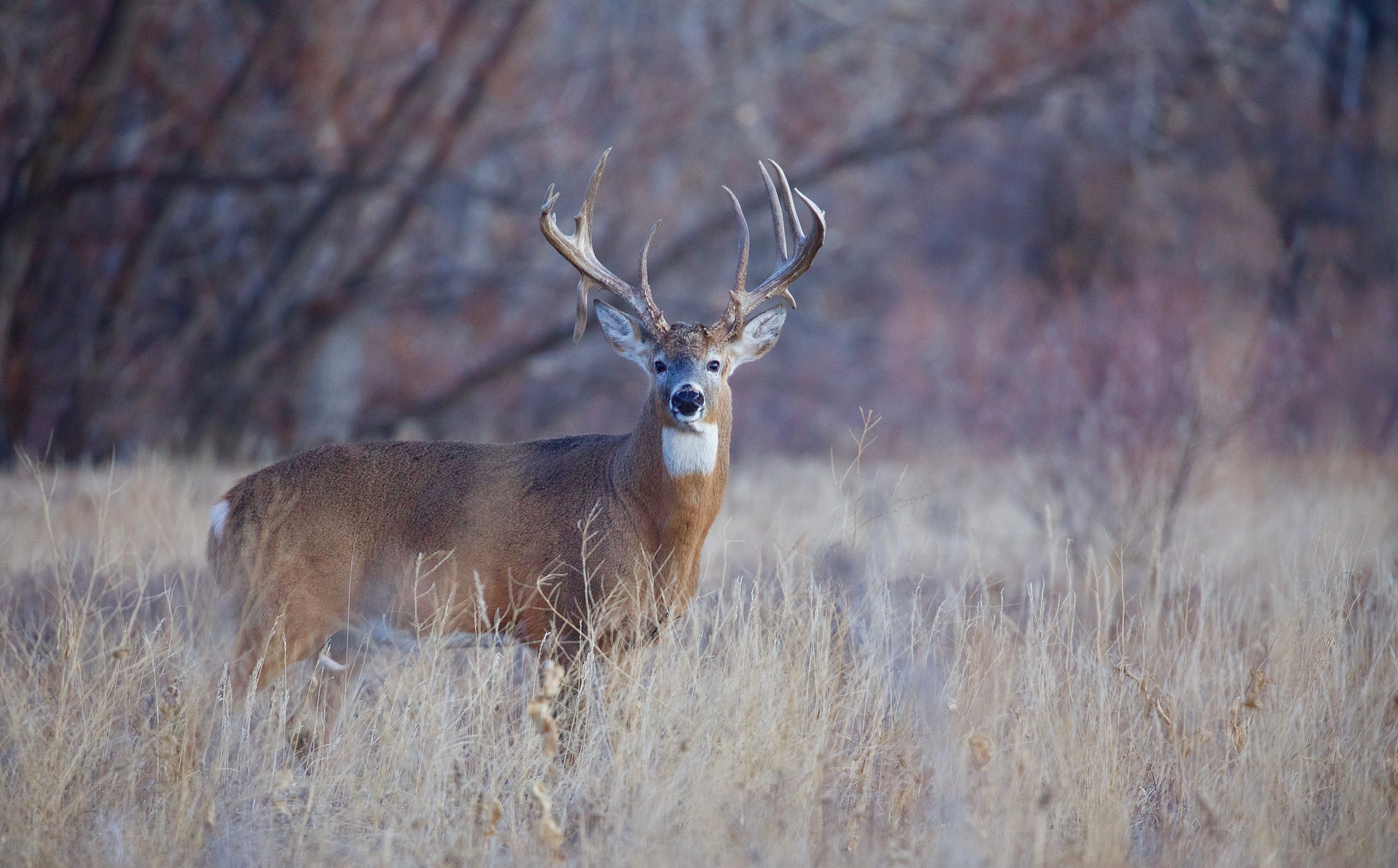 A big whitetail buck steps into a open area in the woods.