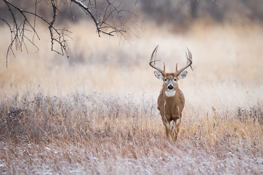 A big whitetail buck walks through a brushy snow-covered field.