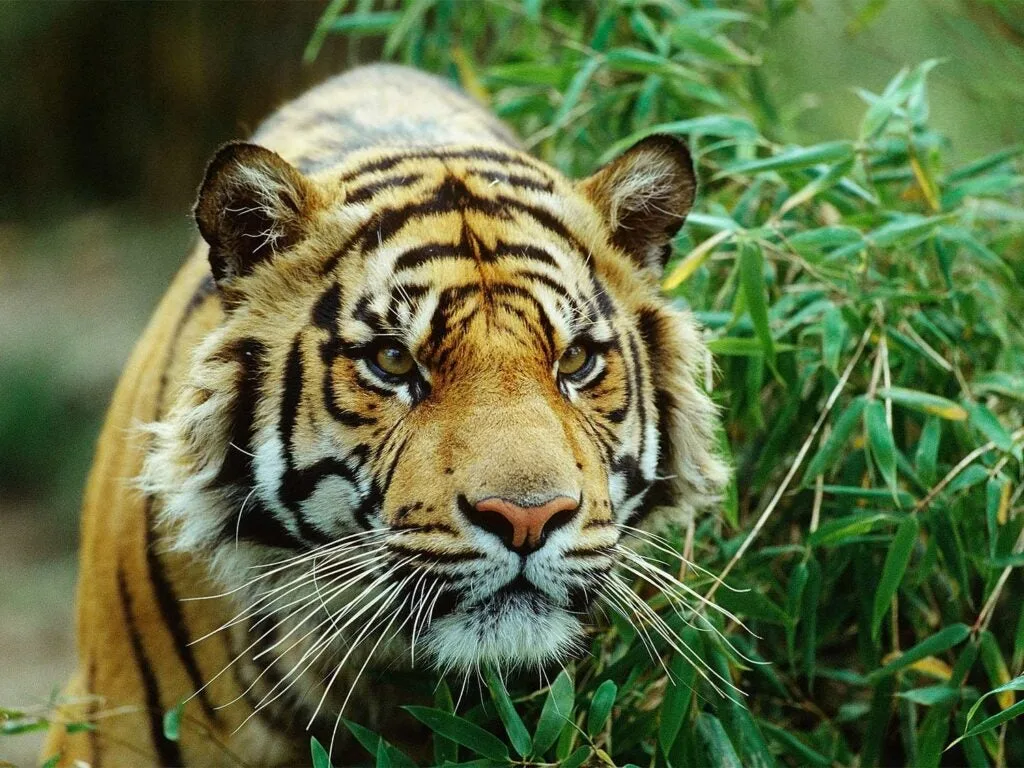 what animal has the strongest bite force? a bengal tiger ranks number 8. 