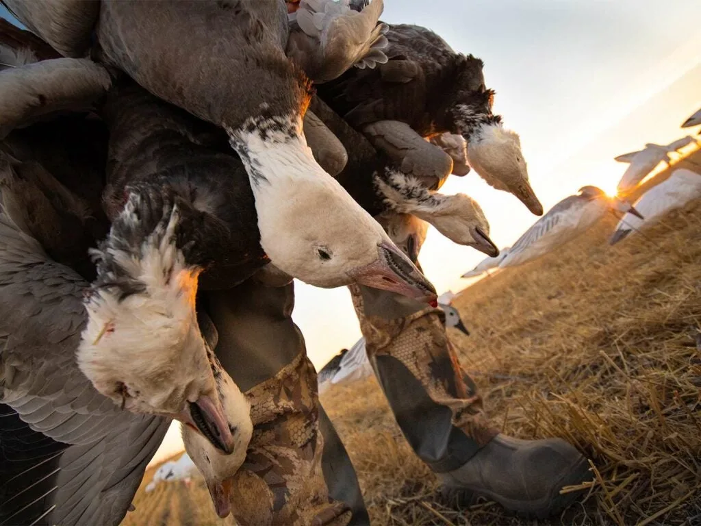 A group of hunters carrying snow geese.