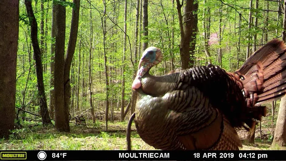Turkey on trail camera.