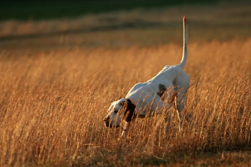 Pointer, English springer spaniel, one of the best hunting dog breeds, finds a bird on an upland hunt.