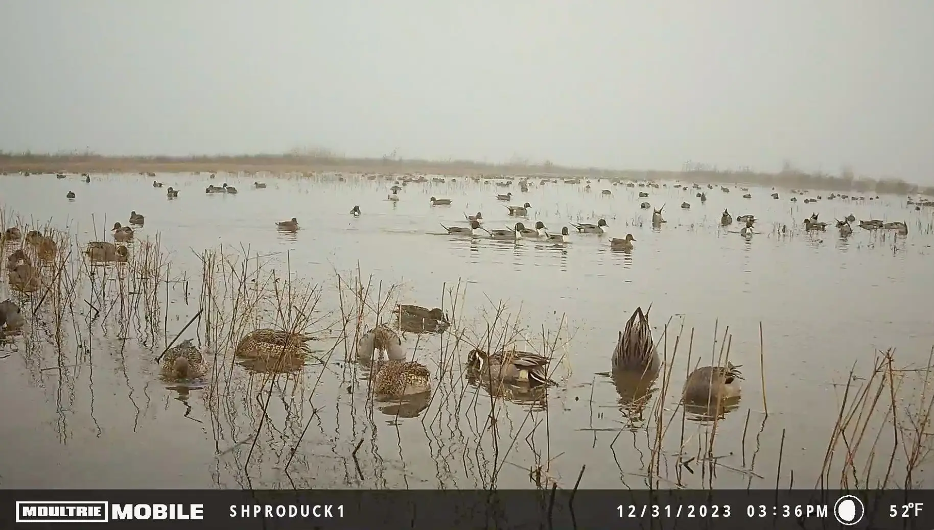 The author's trail cam captured this photo of hundreds of pintail on a flooded marsh.