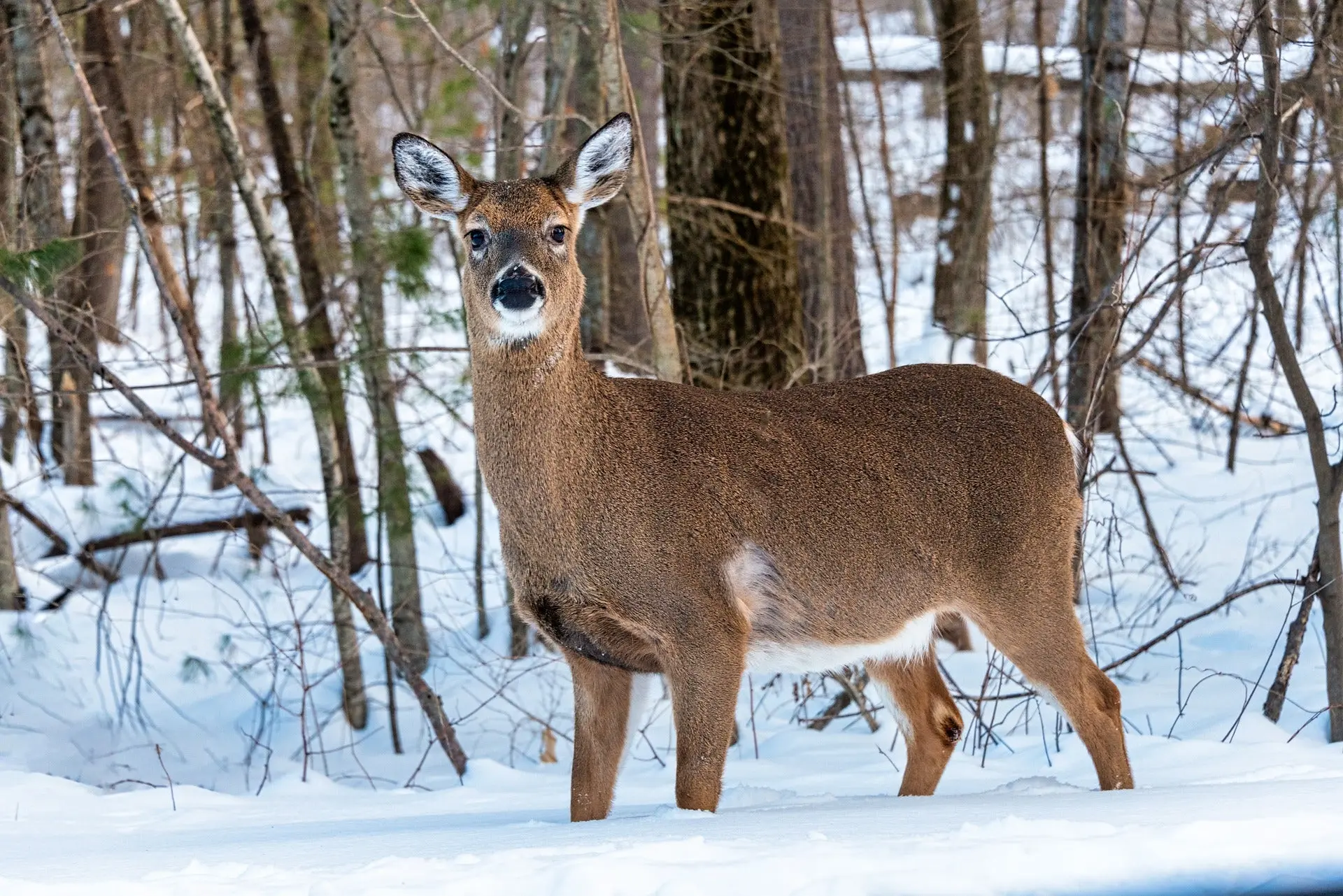 what do deer eat in winter, doe