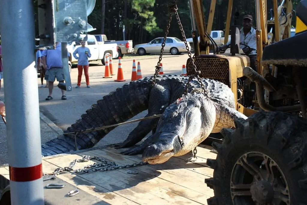 record gator