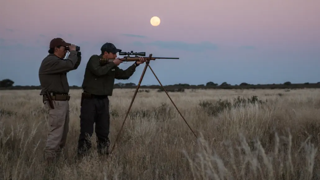 A hunter firing a rifle off shooting sticks in Africa with his guide watching through binoculars