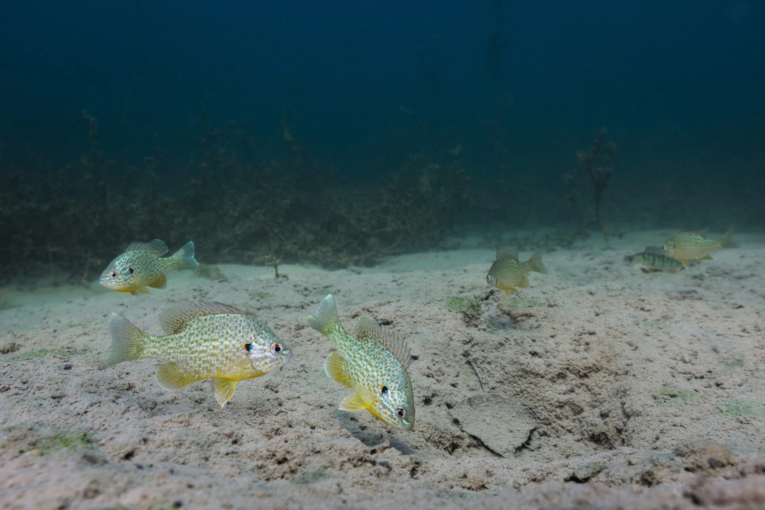 redear sunfish swimming