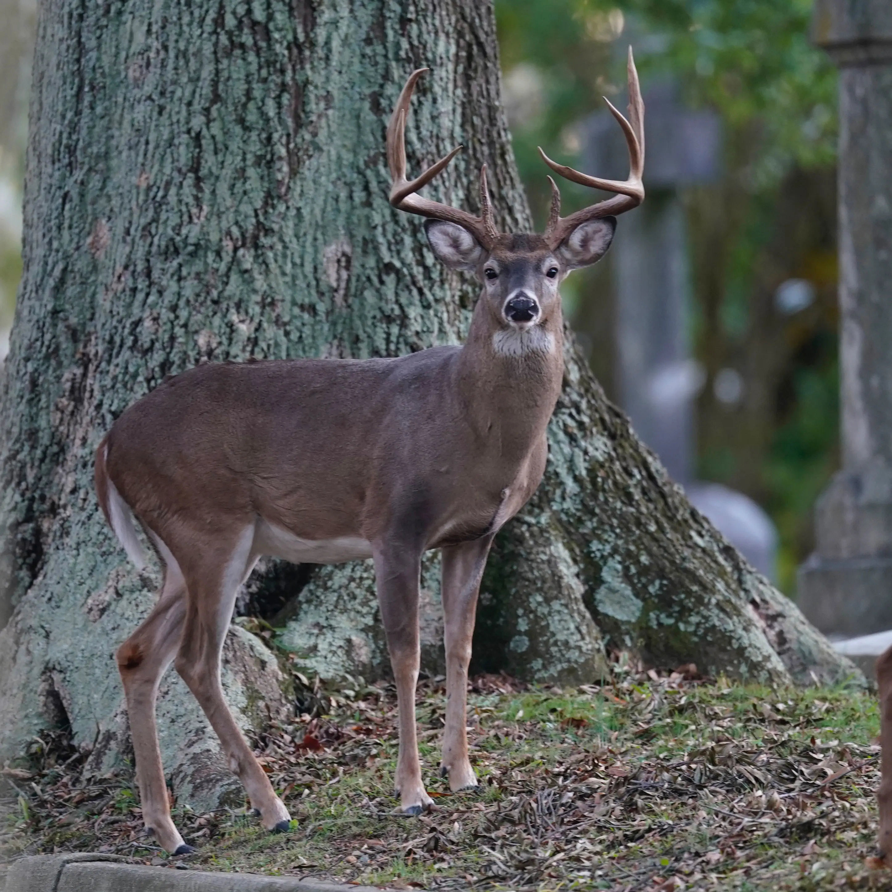 An eight-point whitetail buck in a cemetery near Richmond, Virginia. 