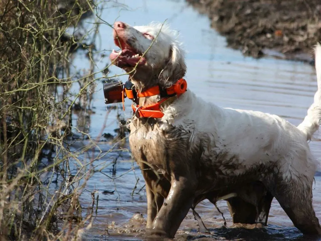 dog playing in a mud puddle