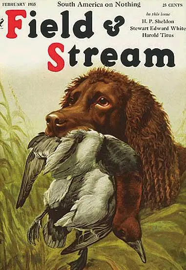 Boykin spaniel on vintage Field &amp; Stream cover