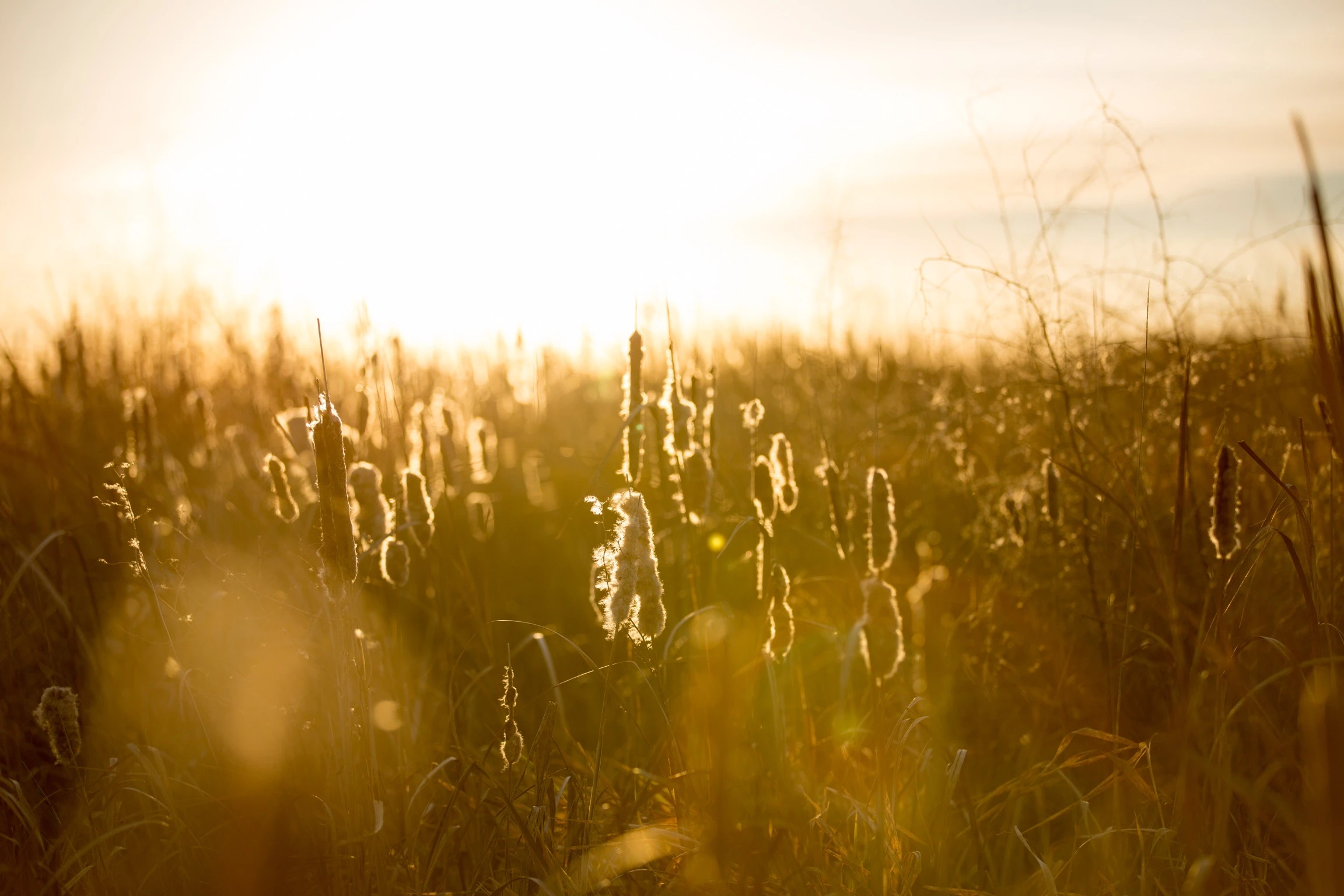 Wheat field with the sun coming up in the background.