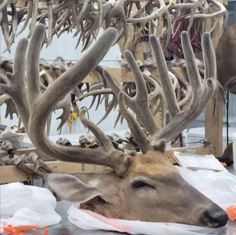 The head of an illegally killed deer sits on a taxidermist's work table in Iowa. 