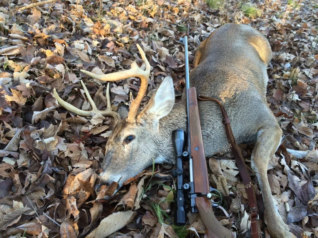 hunting deer with a sako finnbear