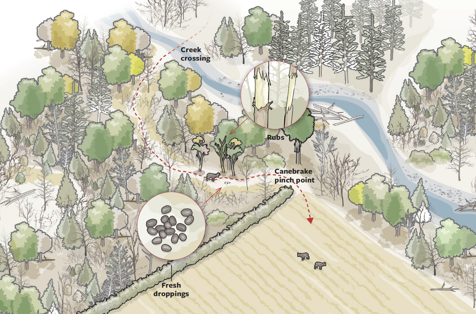 A digram of how to hunt whitetail deer in the South in September 