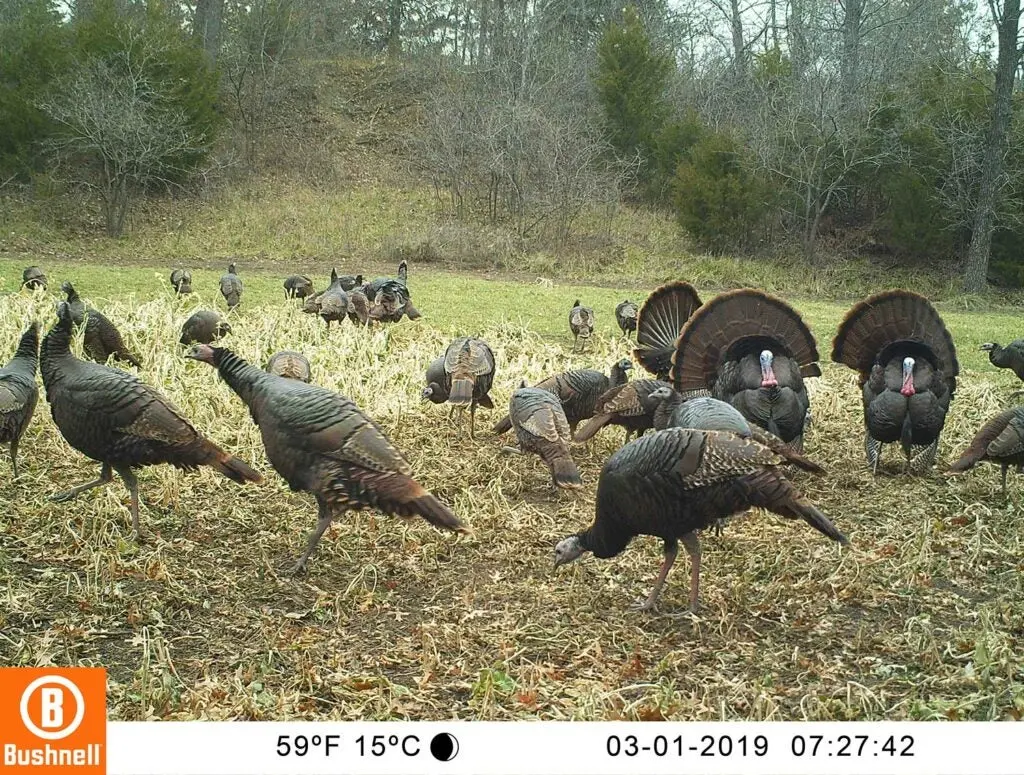 Trail camera photo of turkeys in a field