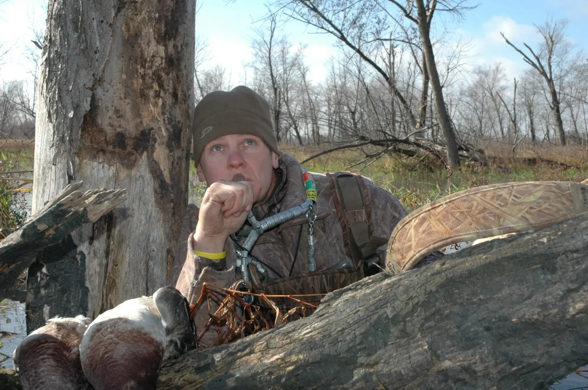 Duck hunter blowing duck call