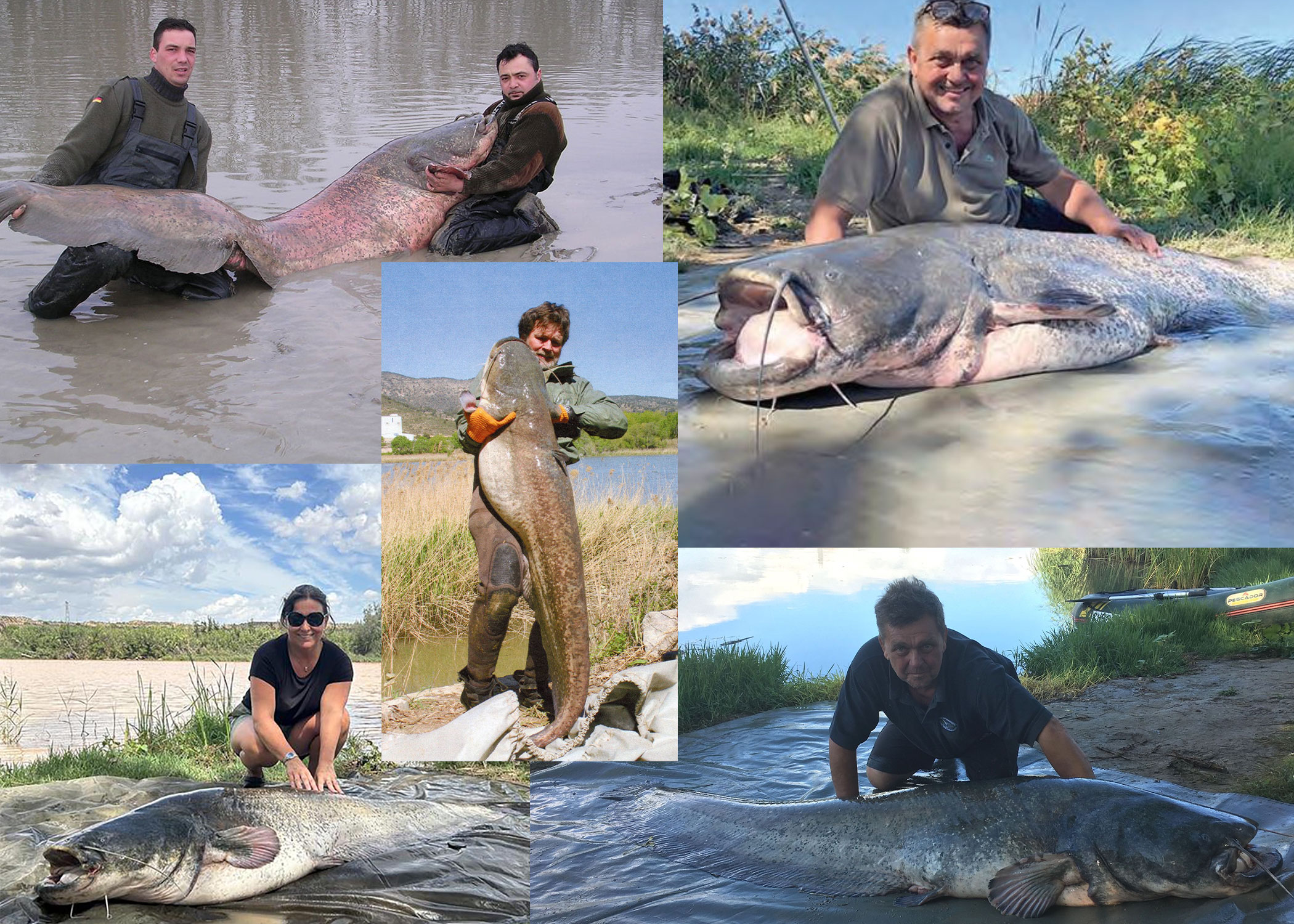 A photo collage of some of the world's biggest IGFA world record wels catfish. 
