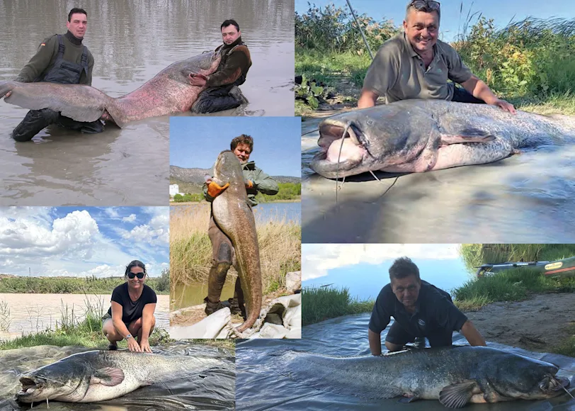 A photo collage of some of the world's biggest IGFA world record wels catfish.