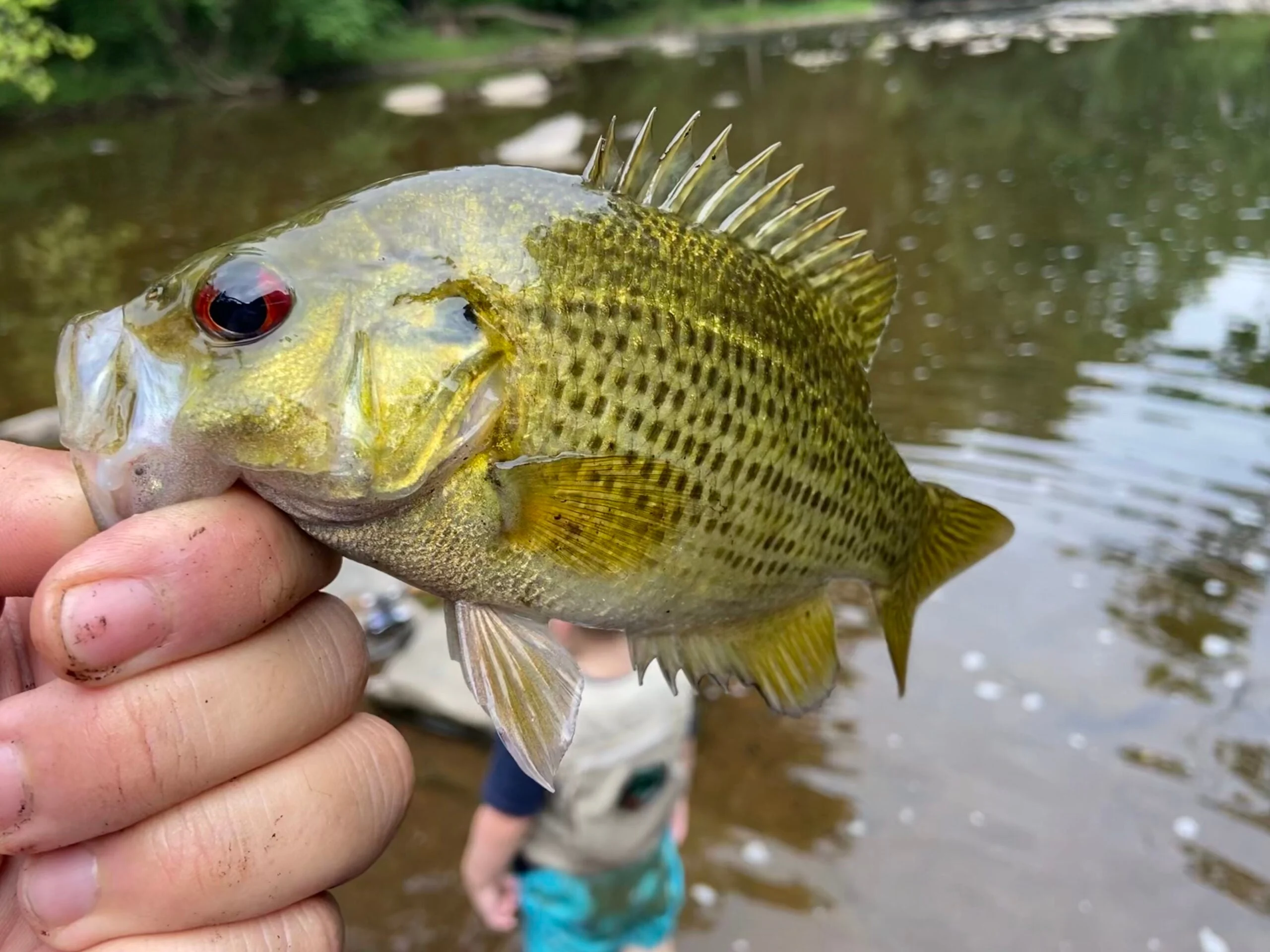 fisherman holds a rockbass