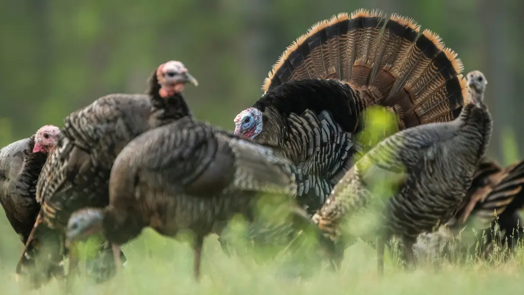 A flock of wild turkeys mill in a field with a gobbler strutting among them