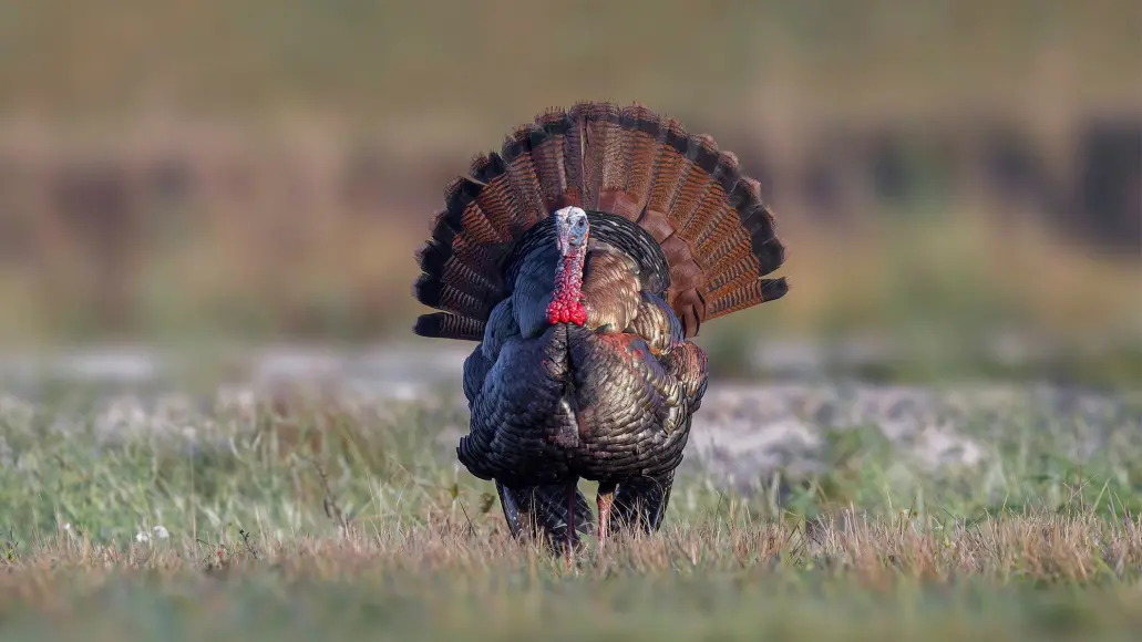 osceola turkey