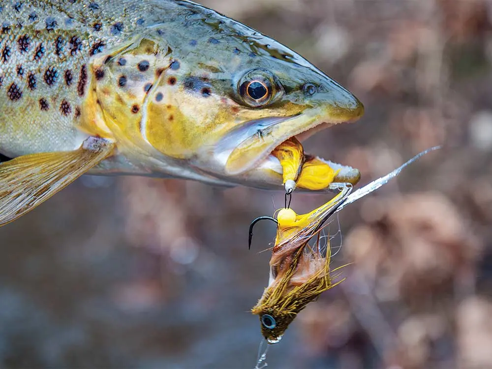 pennsylvania brown trout fly