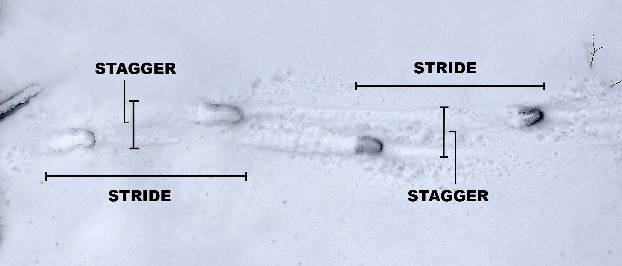 A photo diagram showing deer tracks in the snow with stagger and stride labeled.