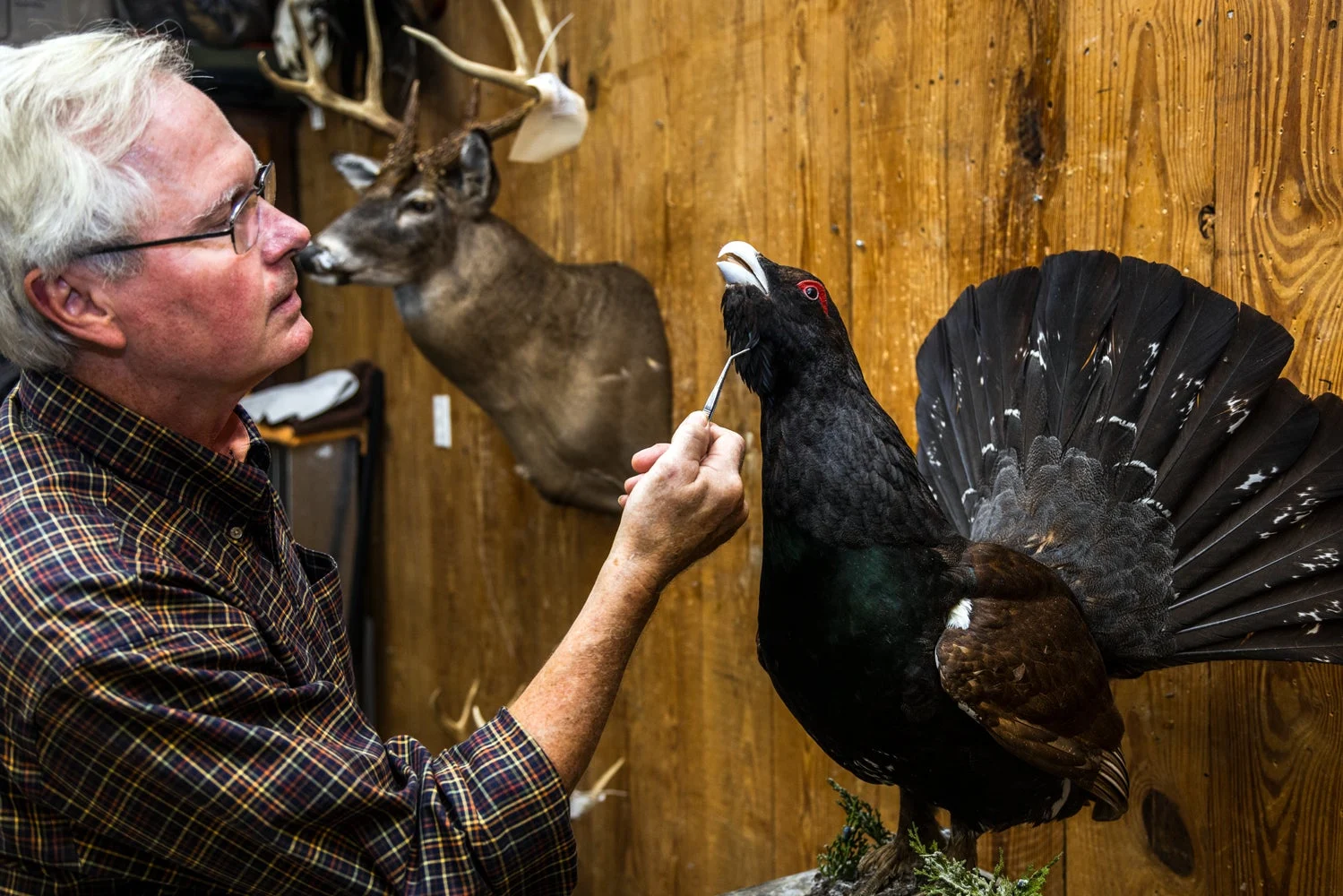 Taxidermist adjusting feathers on a black bird mount.