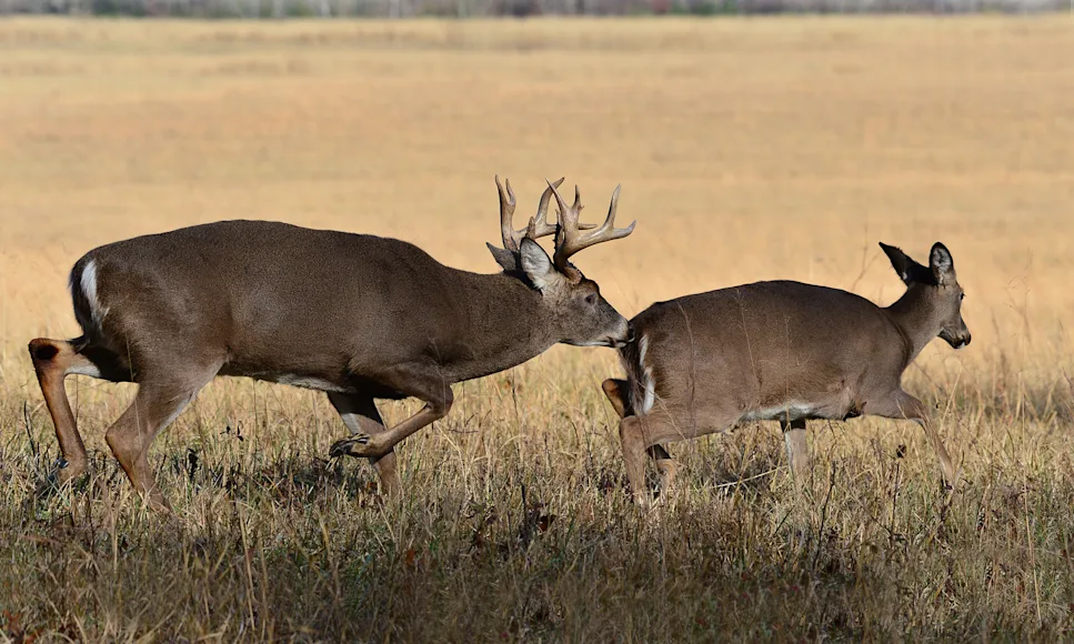 A whitetail buck chases a doe in a wheat field.