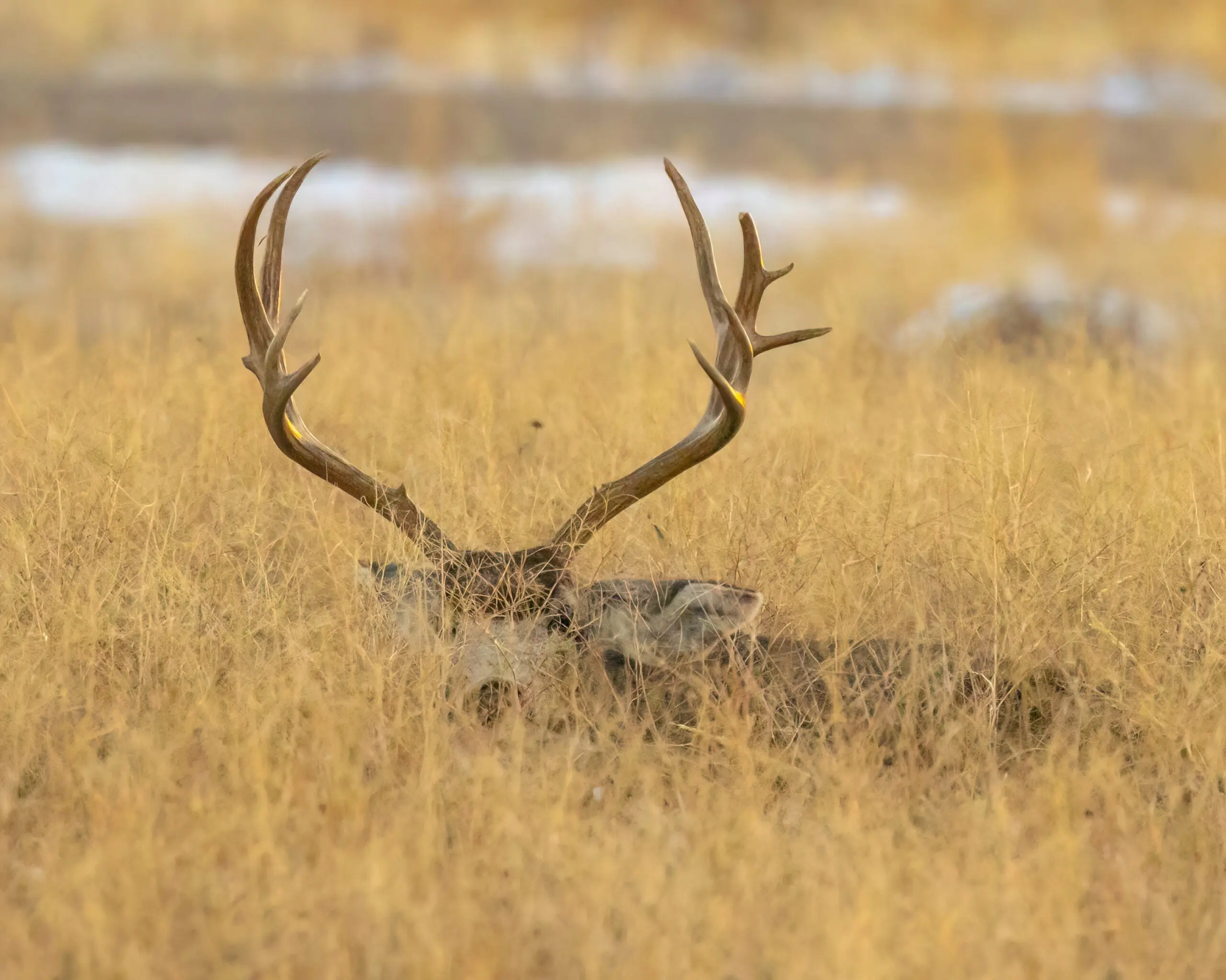 A muley buck bedded in a sea of grass