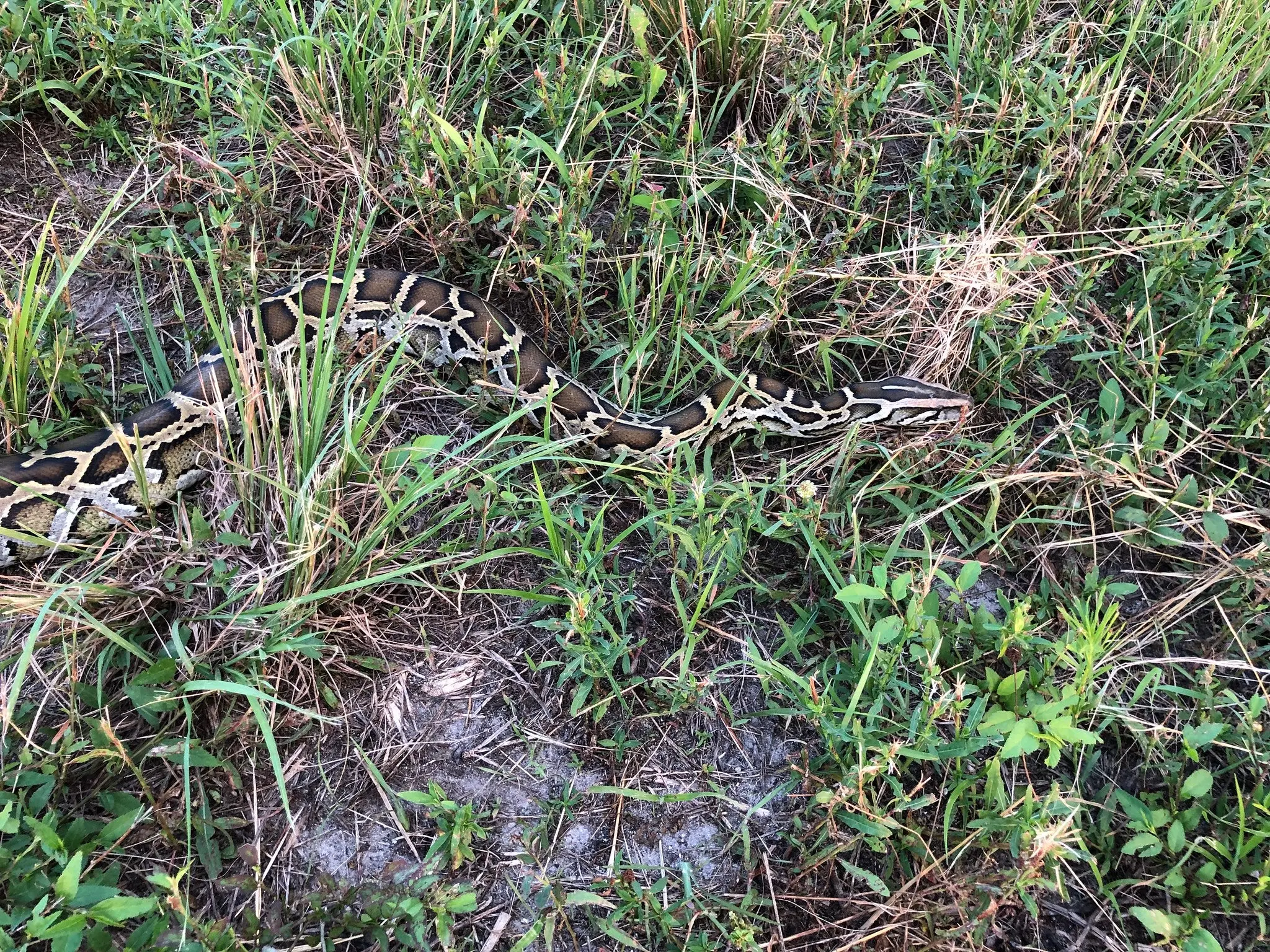 python in grass