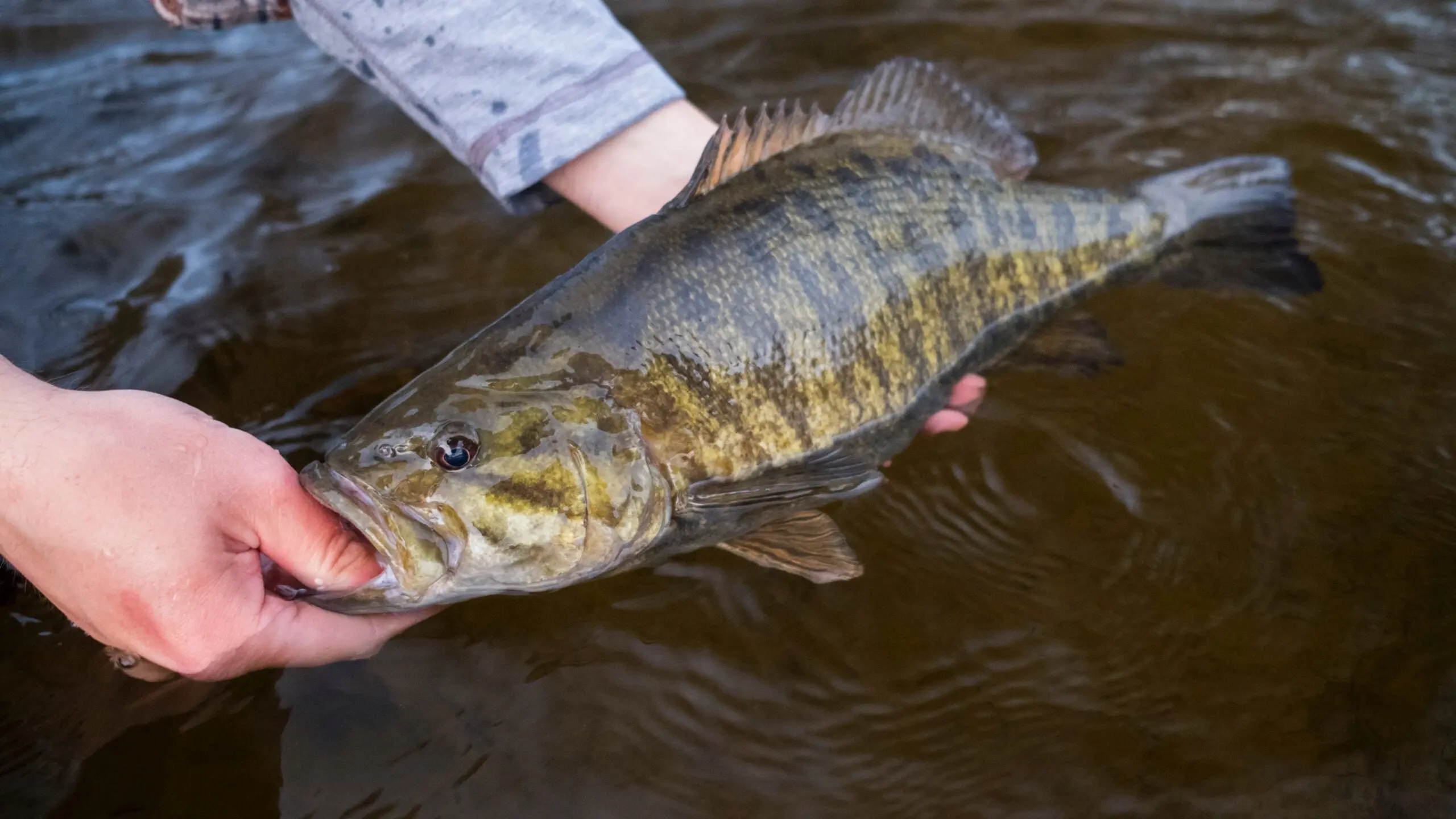 A nice pre-spawn bass caught on the Salmon River in Pulaski, New York.