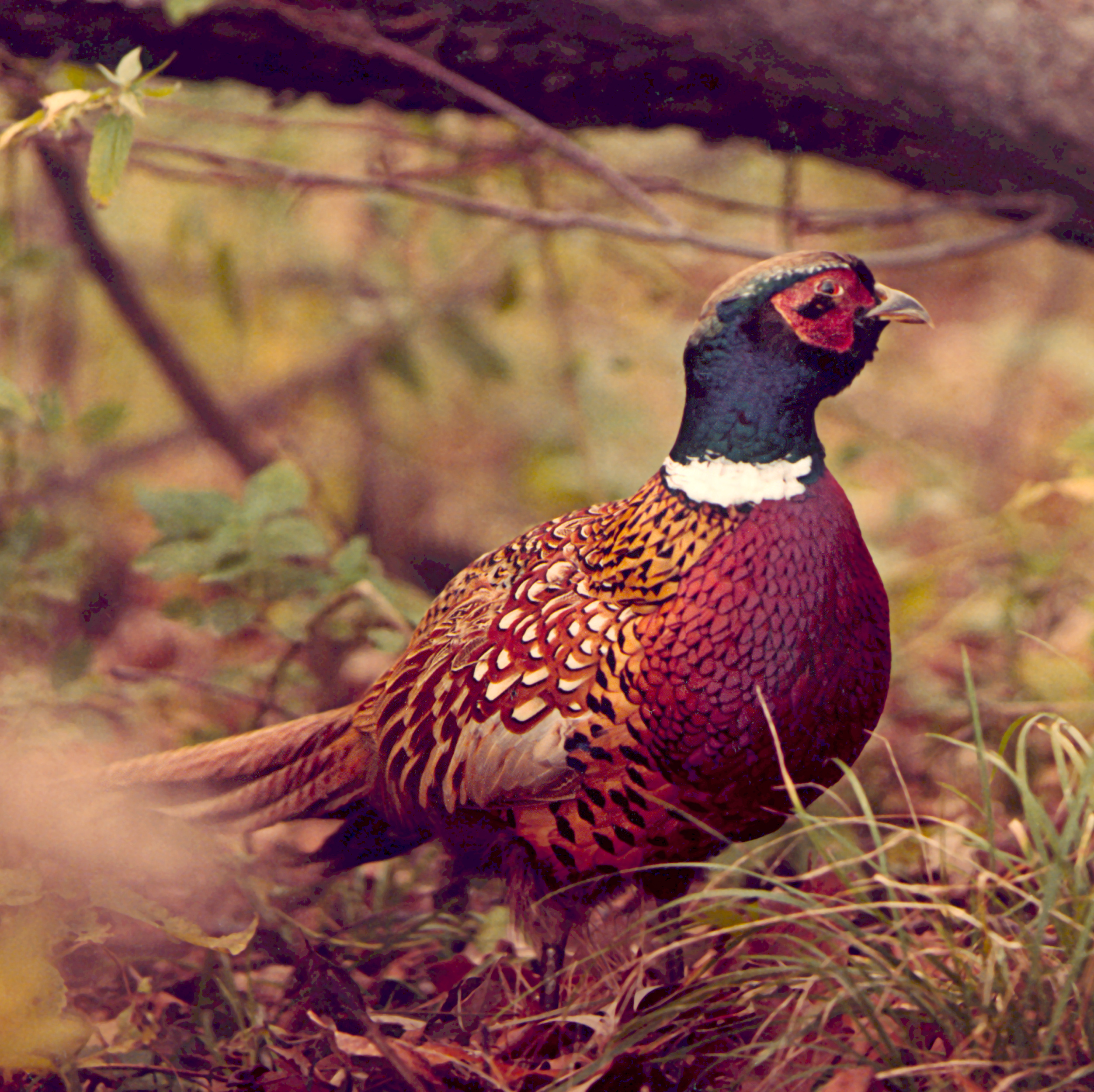 A forward profile of a ringneck pheasant. 