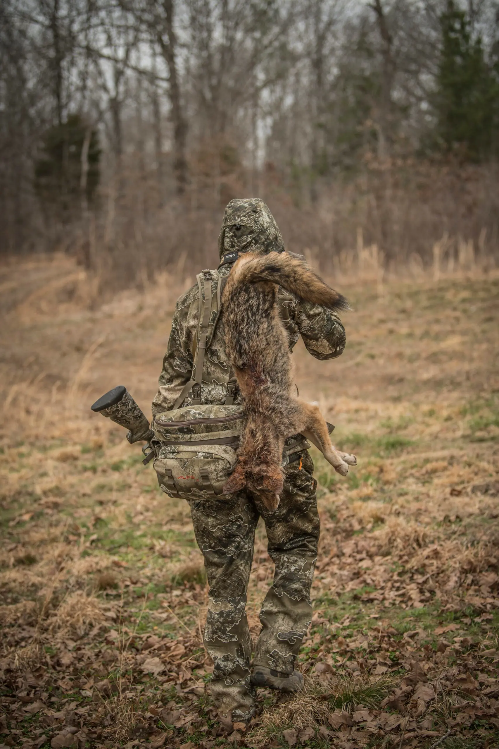 hunter leaving the woods with a coyote slung over his shoulder