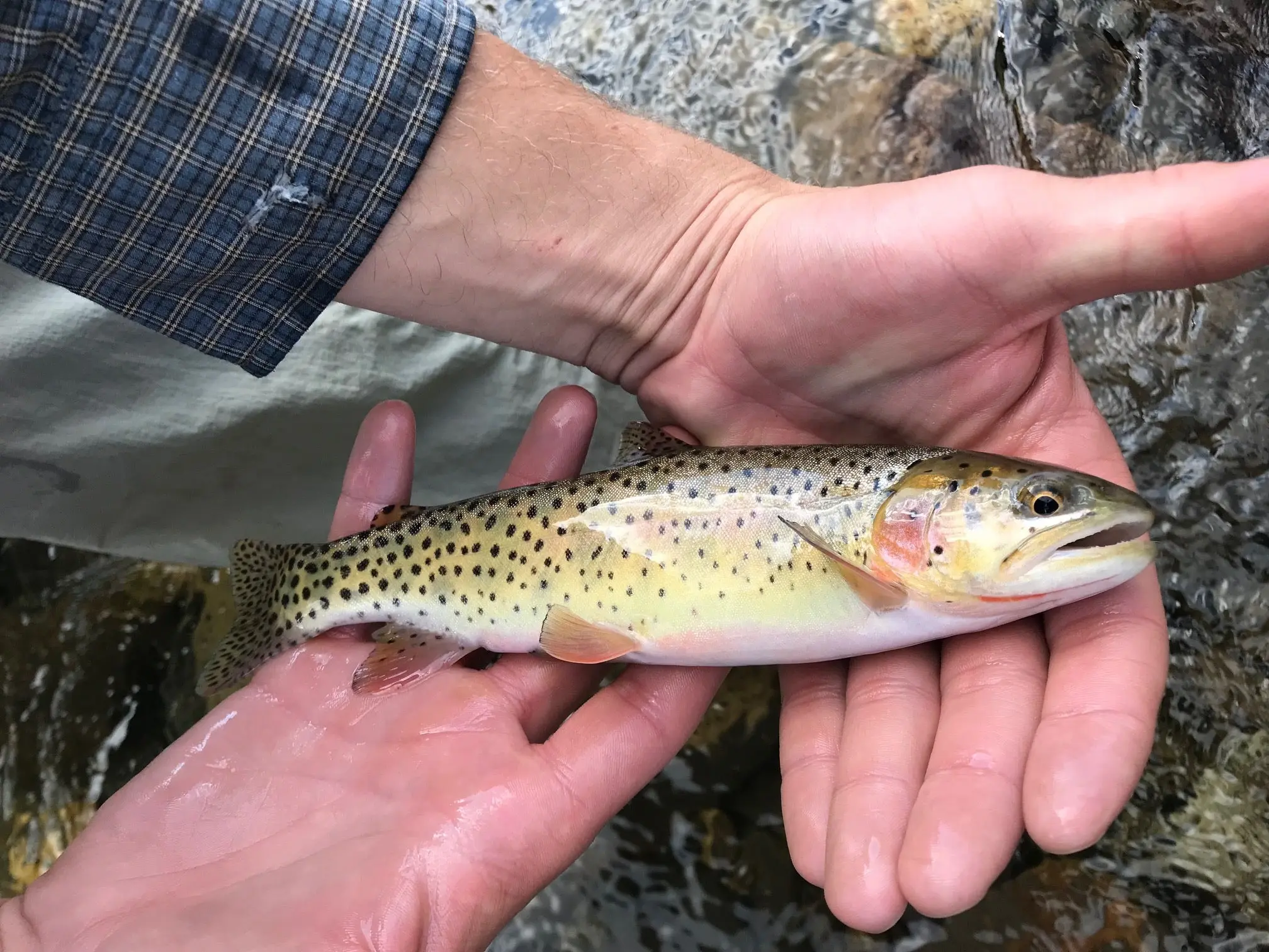 Small cutthroat trout in Durango, Colorado.